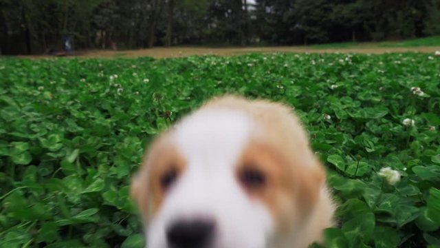 Closeup: A cute and lovely dog with white and yellow hair,two dark black and profound eyes and white ears is running in the grass and flowers in the field with a row of trees being the background.