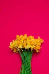 Beautiful bouquet of yellow daffodils on red background