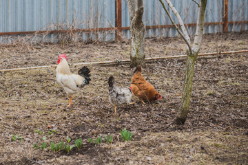 Hens in the village at countryside 