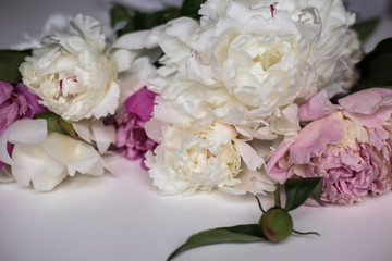 Closeup of beautiful pink and white Peonie flower on light background