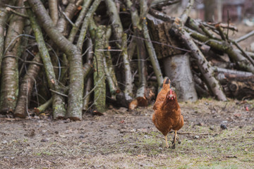 Hens in the village at countryside 