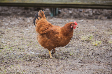 Hens in the village at countryside 