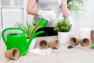 spring concept - female hands watering potted plant with spray bottle