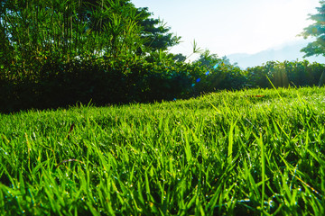 Fototapeta premium The morning sun shines on the green lawn in front of the house, Natural background, blur background, green grass and flowers.