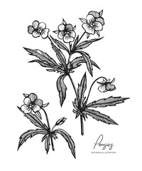 Engraved illustration of pansies isolated on white background. Design elements for wedding invitations, greeting cards, wrapping paper, cosmetics packaging, labels, tags, quotes, blogs, posters.