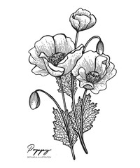 Engraved illustration of poppy isolated on white background. Design elements for wedding invitations, greeting cards, wrapping paper, cosmetics packaging, labels, tags, quotes, blogs, posters.