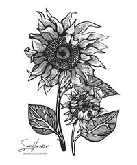 Engraved illustration of sunflower isolated on white background. Design elements for wedding invitations, greeting cards, wrapping paper, cosmetics packaging, labels, tags, quotes, blogs, posters.