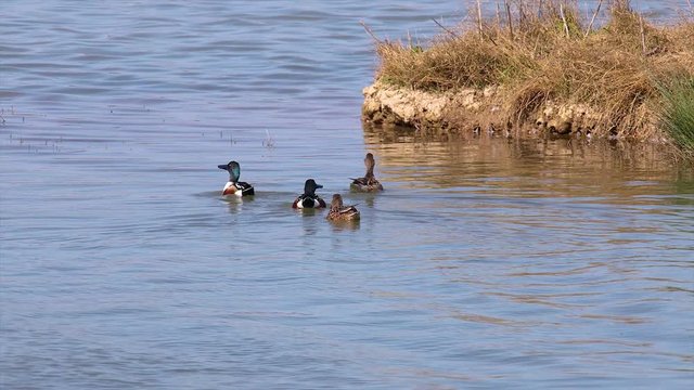 Northern shoveler (Spatula clypeata) birds dancing at springtime on the lake