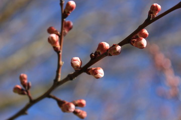 young flower buds in spring