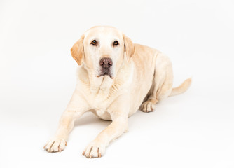 labrador dog in a studio with white background