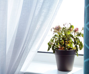 Dying home roses in pot on the window ledge of a modern home.
