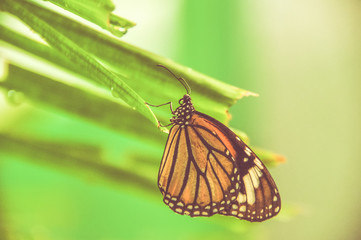 Monarch butterfly