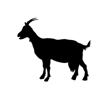 Black silhouette of goat. Isolated image of farm cattle. Domestic animal icon. Isolated image. Dairy shop logo. Cheese label.