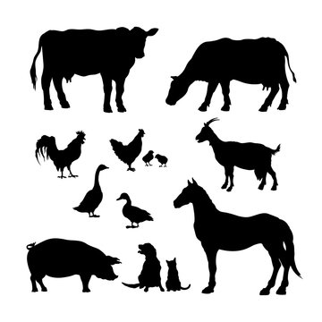 Black silhouettes of farm animals. Icons set of domestic cattle. Isolated image of rural livestock and poultry. Cow, horse, pig and goat