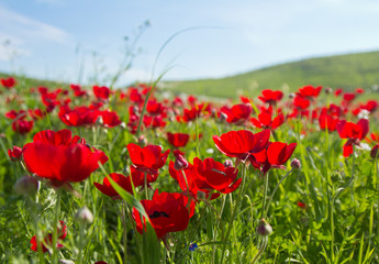Flowers red poppies blossom on wild spring field. Beautiful field of fresh red poppies reach out towards the sun in sunny day with brightly green grass.