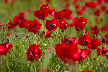Flowers red poppies blossom on wild spring field. Beautiful field of fresh red poppies reach out towards the sun in sunny day with brightly green grass.