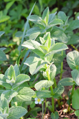Fototapeta na wymiar Mint in garden. Fresh spicy and medicinal herbs. Medicine and Health