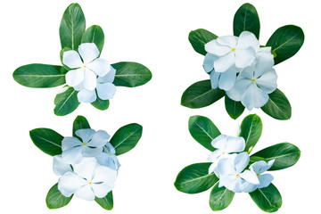 White Catharanthus roseus (Periwinkle,Madagascar rosy periwinkle)‎ as background picture.flower on clipping path.