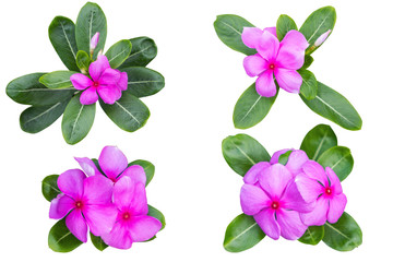 Pink Catharanthus roseus (Periwinkle,Madagascar rosy periwinkle)&lrm; as background picture.flower on clipping path.