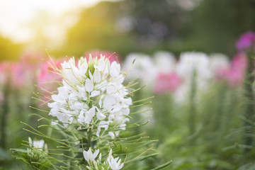 spider flower garden and sunset  are beautiful nature vegetation. and suitable to do texture.