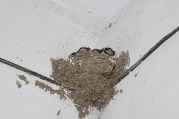 swallow chicks sitting in the nest