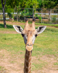 Close-up of a giraffe. Giraffe's face.