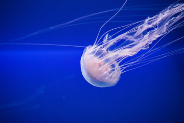 A jellyfish swimming in motion in Singapore aquarium © I-Wei Huang