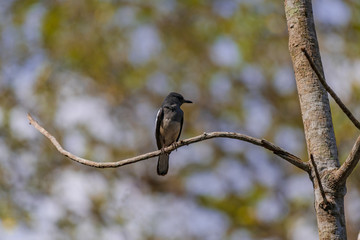 Bird on the tree