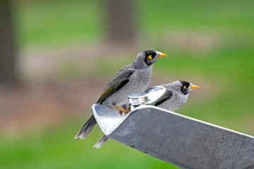 two noisy minor on bubbler