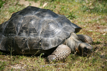 Fototapeta premium Tortoise