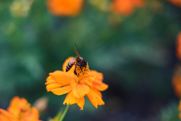 Bee are on the cosmos orange flowers. Absorb the sweet water of pollen.