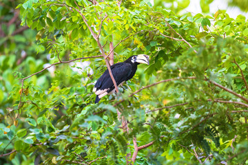 Hornbill on the tree