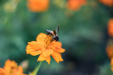Bee are on the cosmos orange flowers. Absorb the sweet water of pollen.