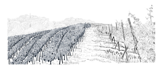 Hill of vineyard landscape with city on horizont hand drawn sketch vector illustration isolated on white - obrazy, fototapety, plakaty