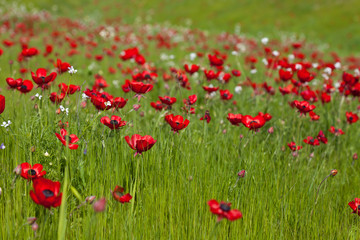 Flowers red poppies blossom on wild spring field. Beautiful field of fresh red poppies reach out towards the sun in sunny day with brightly green grass.