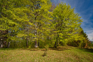 Sunlight in the green forest