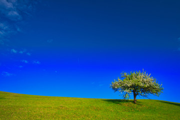 Fototapeta premium Beautiful blooming apple tree