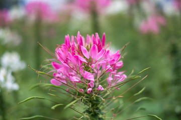 spider flower pink or cleome spinosa It is a beautiful natural vegetation.