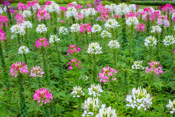 spider flower garden are beautiful nature. and suitable to do texture.