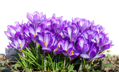 Crocus flowers in garden with leaves isolated on white background, spring season