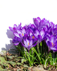 Crocus flowers in garden with leaves isolated on white background, spring season