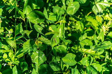 Insetto sulla foglia in primavera