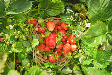 A ripe, juicy, red strawberry lying on a plate, among the green strawberry bushes, in the garden.
