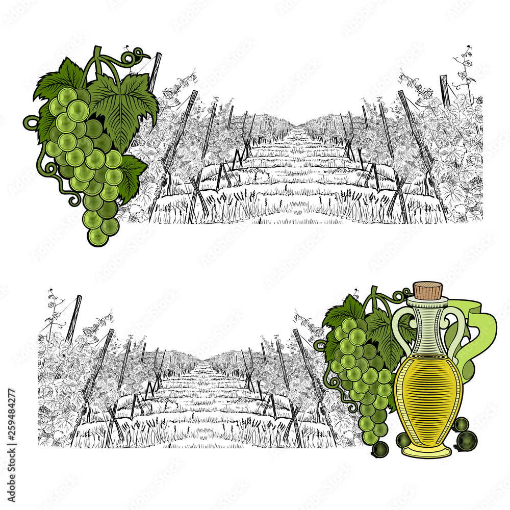 Wall mural two drawned sketches landscape of vineyard with hills on the horizont with color elements. white gra