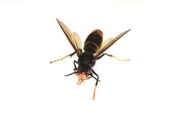 asian hornet on a white background