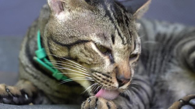 Beautiful gray tabby cat licking its paw and clean itself, close up