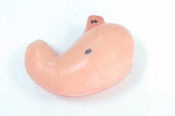 part of human anatomy model