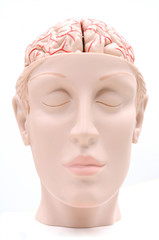 human brain anatomy model