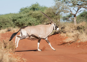 Gemsbok