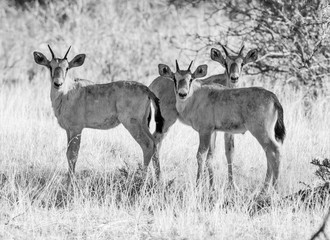 Gemsbok Calves